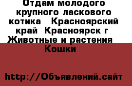 Отдам молодого крупного ласкового котика - Красноярский край, Красноярск г. Животные и растения » Кошки   